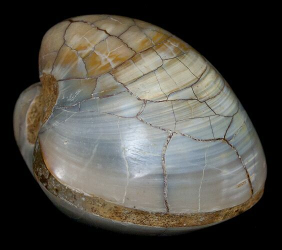 Polished Fossil Clam - Large Size #5261